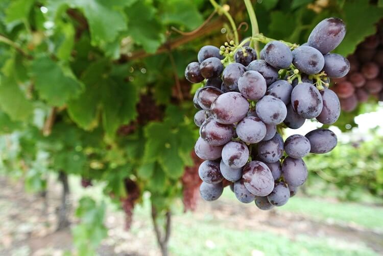 Pinot Noir Grape Vine - 1 Bare Root Live Plant ***PREORDER ship in Apr –  Hand Picked Nursery