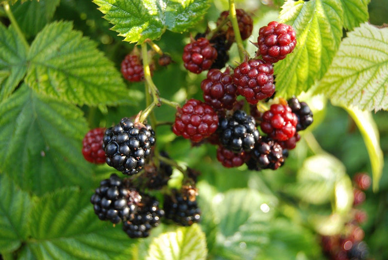 Triple Crown Blackberry plants-BUY 4 GET 1 Free-Non GMO-Free