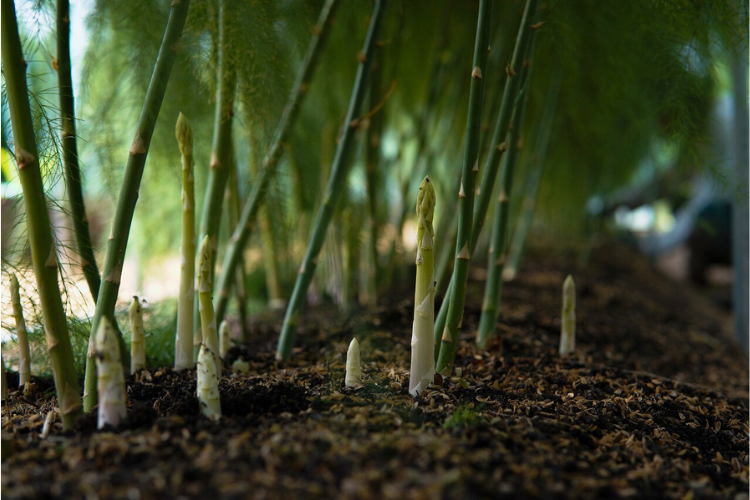 How to Plant Asparagus Crowns