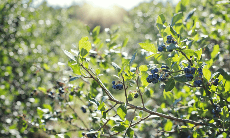 How to Plant Blueberry Plants