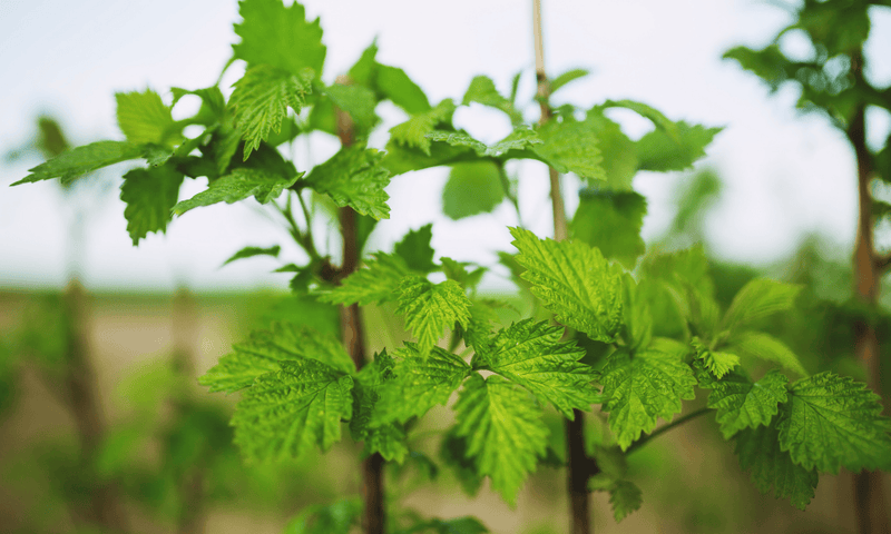 How to Plant Raspberry Canes