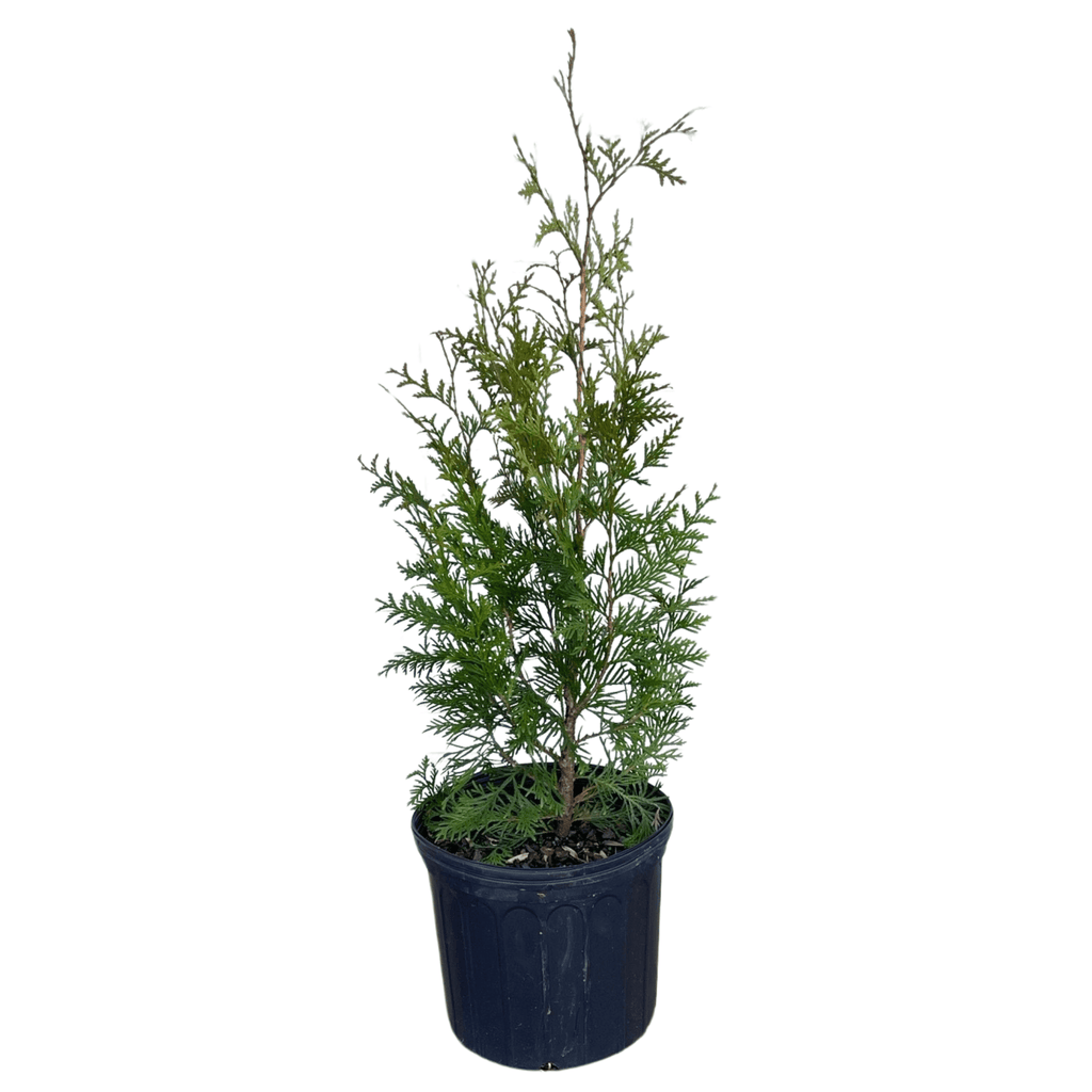 Green Giant Arborvitae Potted Plant