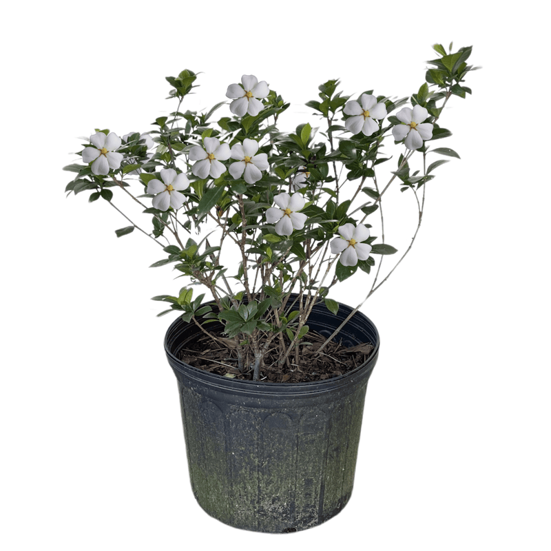 Kleim's Hardy Gardenia plant