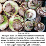 Amaryllis 