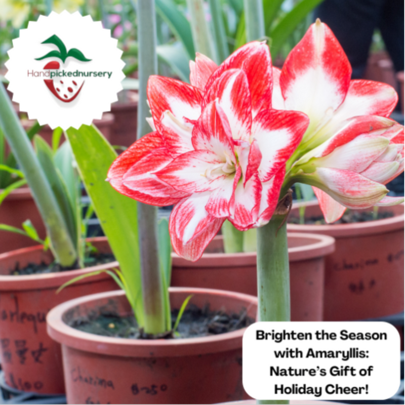 Amaryllis dutch