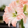 Amaryllis Dutch 'Giant Amadeus'