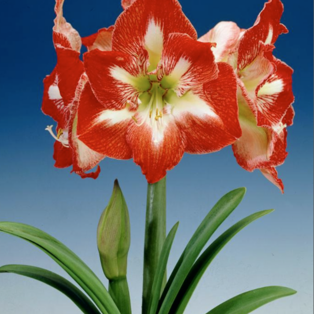 Amaryllis Dutch 'Minerva'