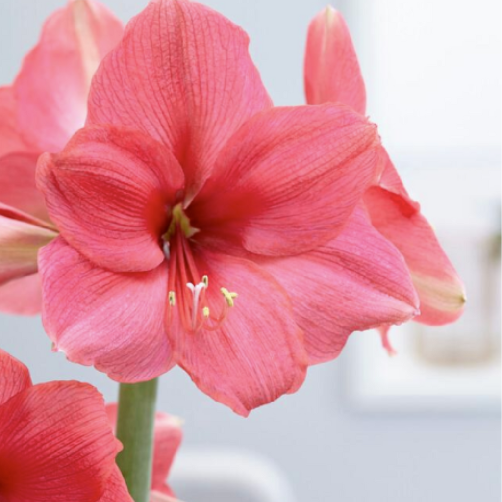 Amaryllis Dutch Pink Suprise