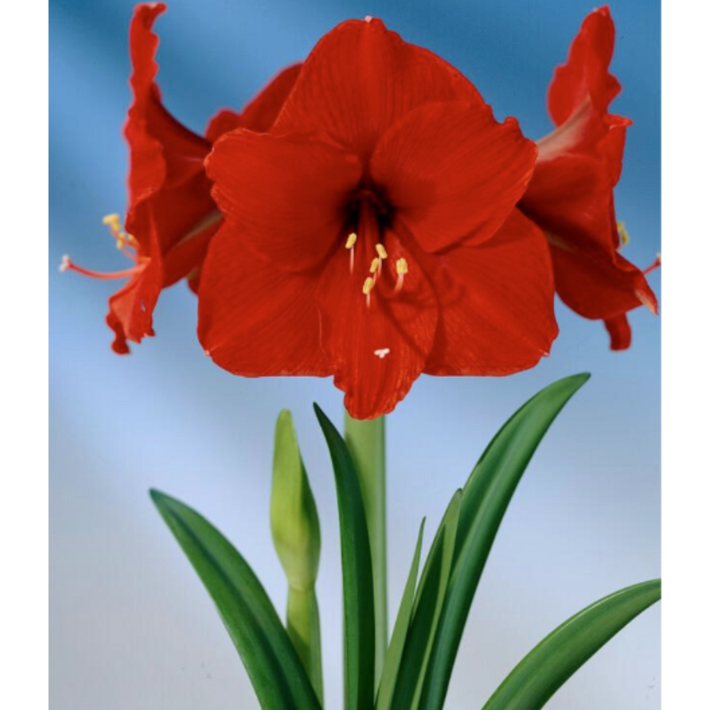 Amaryllis Peruvian 'Olaf'