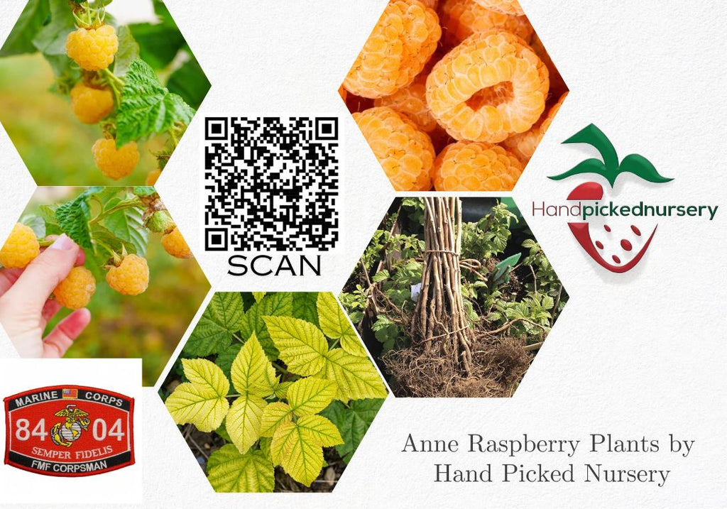 1 Gallon Potted Anne Golden Raspberry Plant - NON GMO - Buy 3 Get 1 FREE