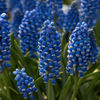 'Armeniacum' Muscari Grape Hyacinth