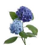 Blue Hydrangea Bareroot Plant