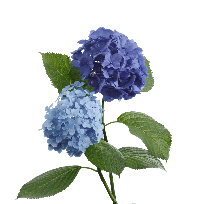 Blue Hydrangea Bareroot Plant