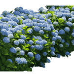 Blue Hydrangea Plant