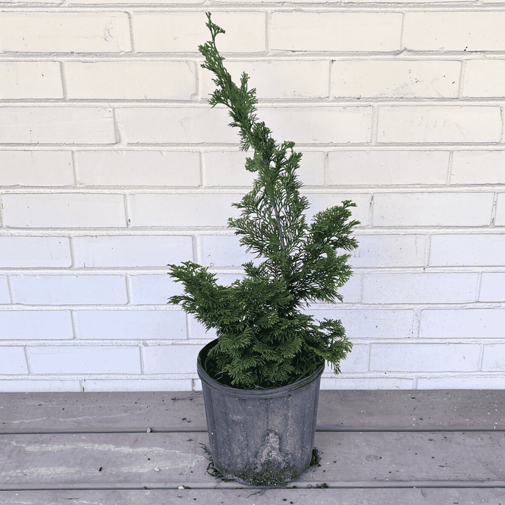 The Dwarf Hinoki Falsecypress