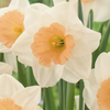 Daffodil Large Cupped 'Peaches and Cream'