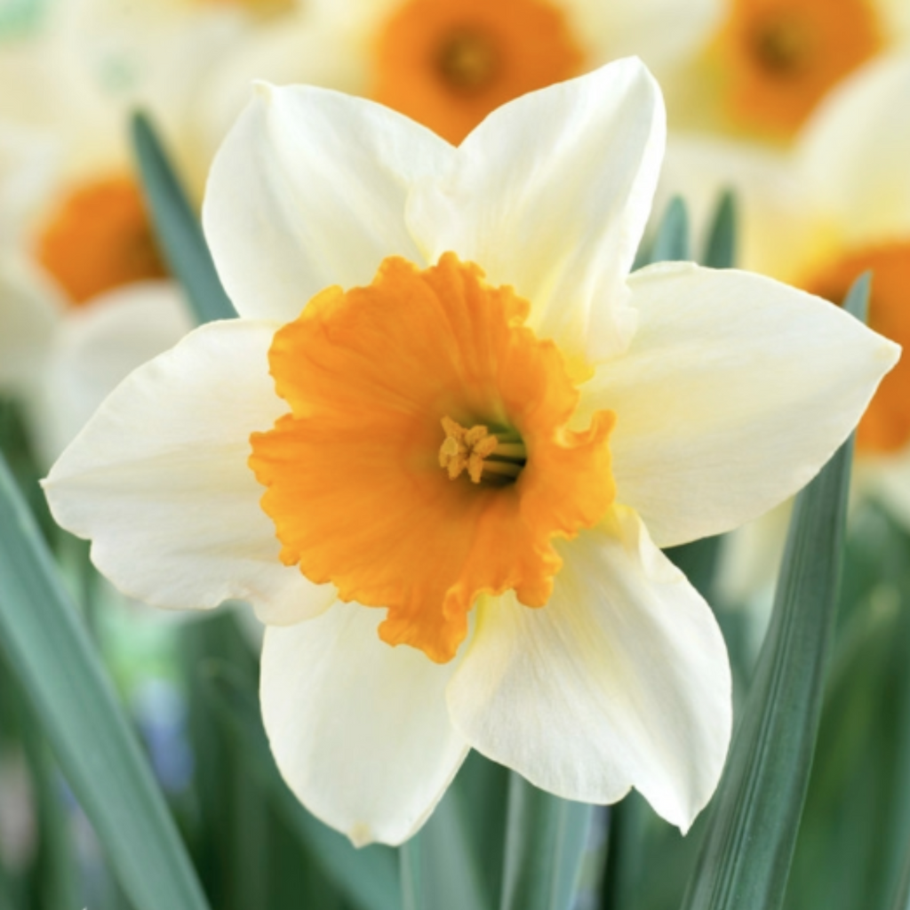 Daffodil Large Cupped 'Sempre Avanti