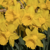 Daffodil Trumpet 'Dutch Master'