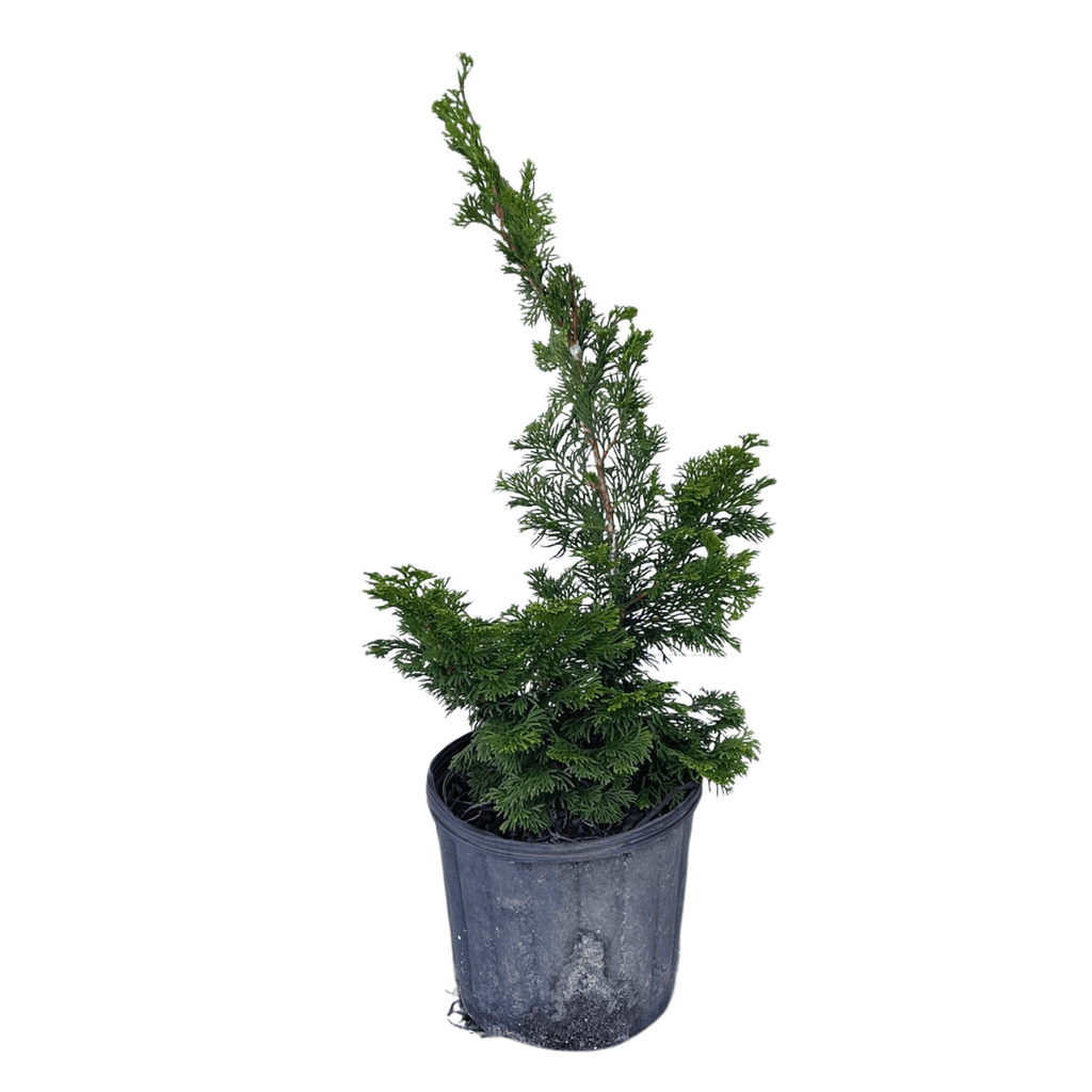 Dwarf Hinoki Falsecypress 