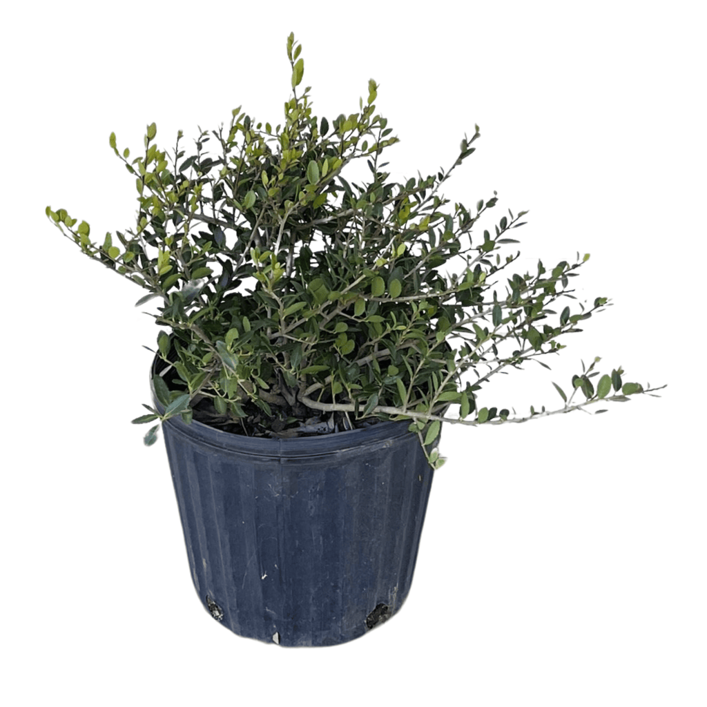 Dwarf Yaupon Holly - Goshiki False Holly Foliage - 1 Gallon Potted Plant - Live Plant from Hand Picked Nursery