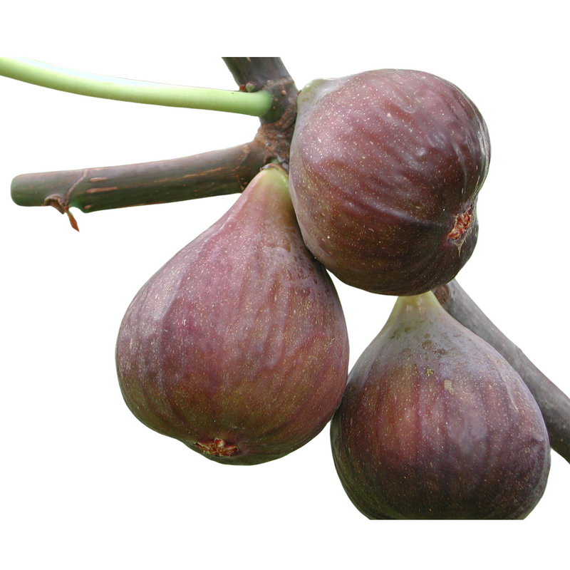 lattarula fig