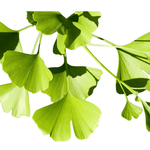 Ginkgo Biloba Tree Bareroot Plant