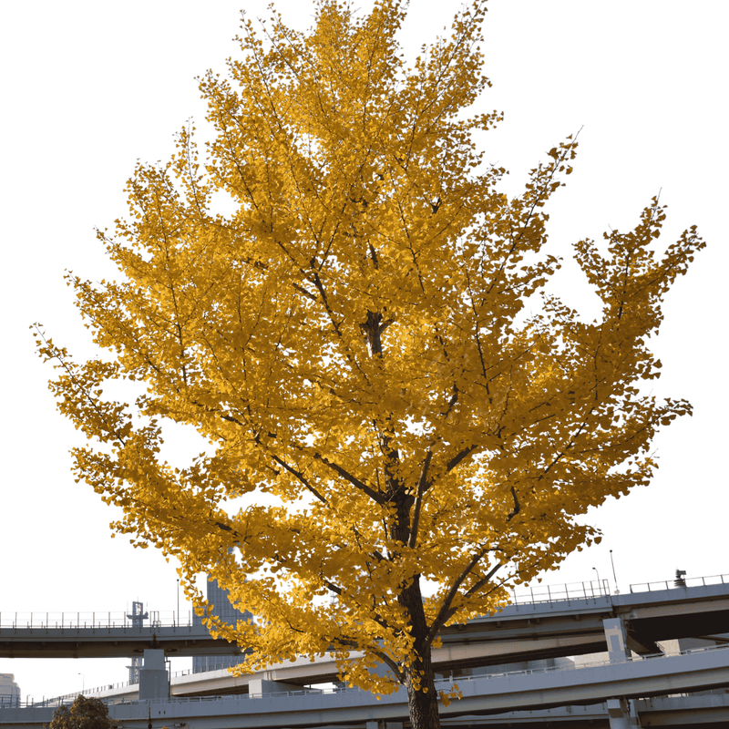 Ginkgo Biloba Tree Plant