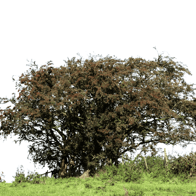 Hawthorn Tree 