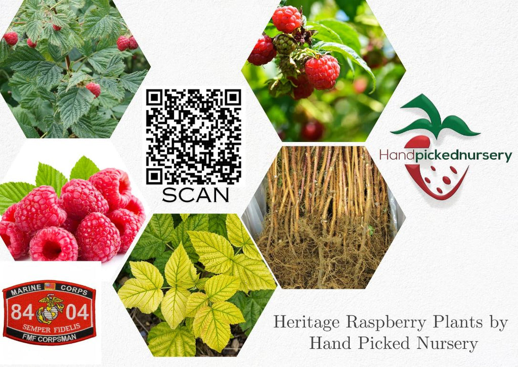 1 Gallon Potted Heritage Red Raspberry Plant - NON GMO - Buy 3 Get 1 FREE