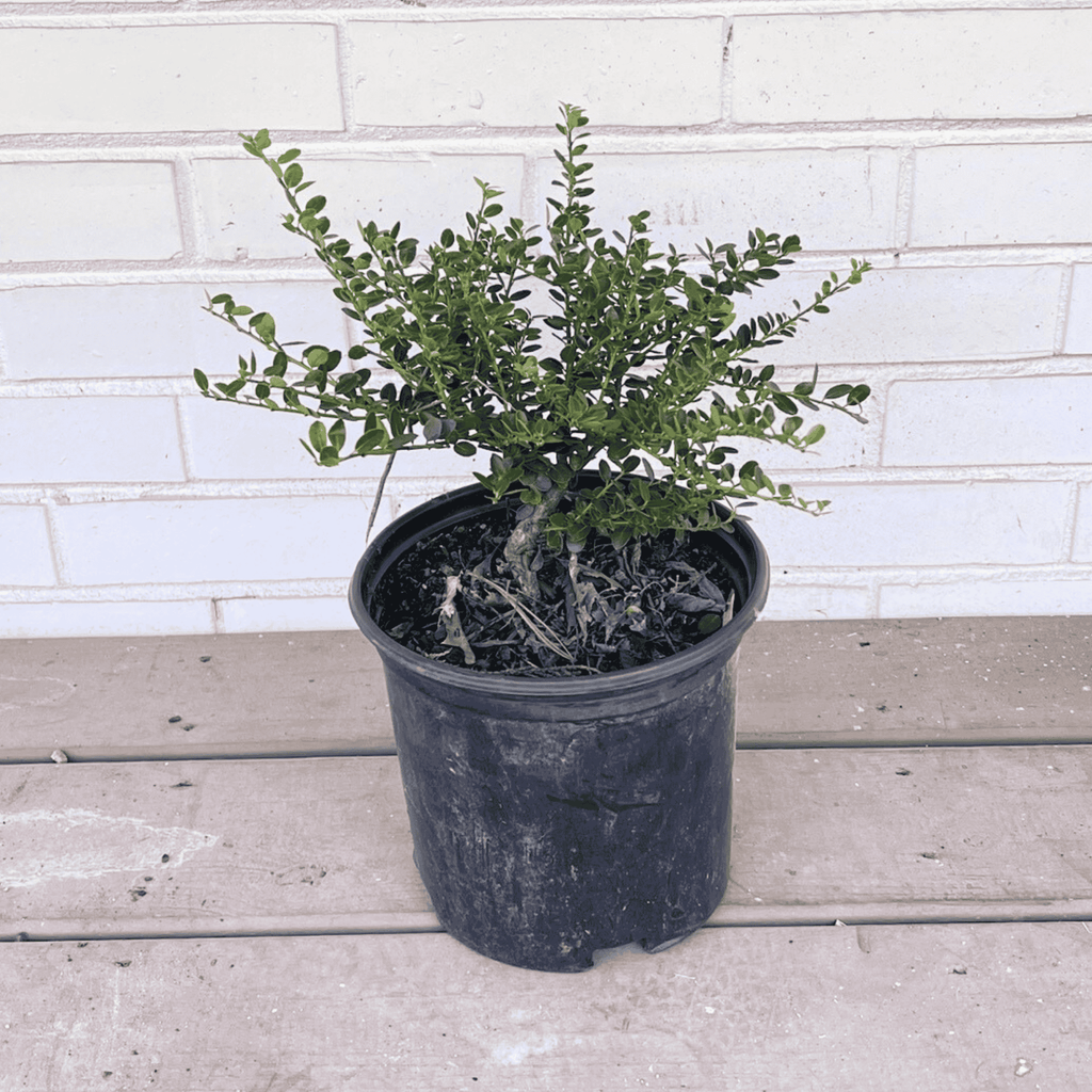 Ilex Crenata 'Helleri'