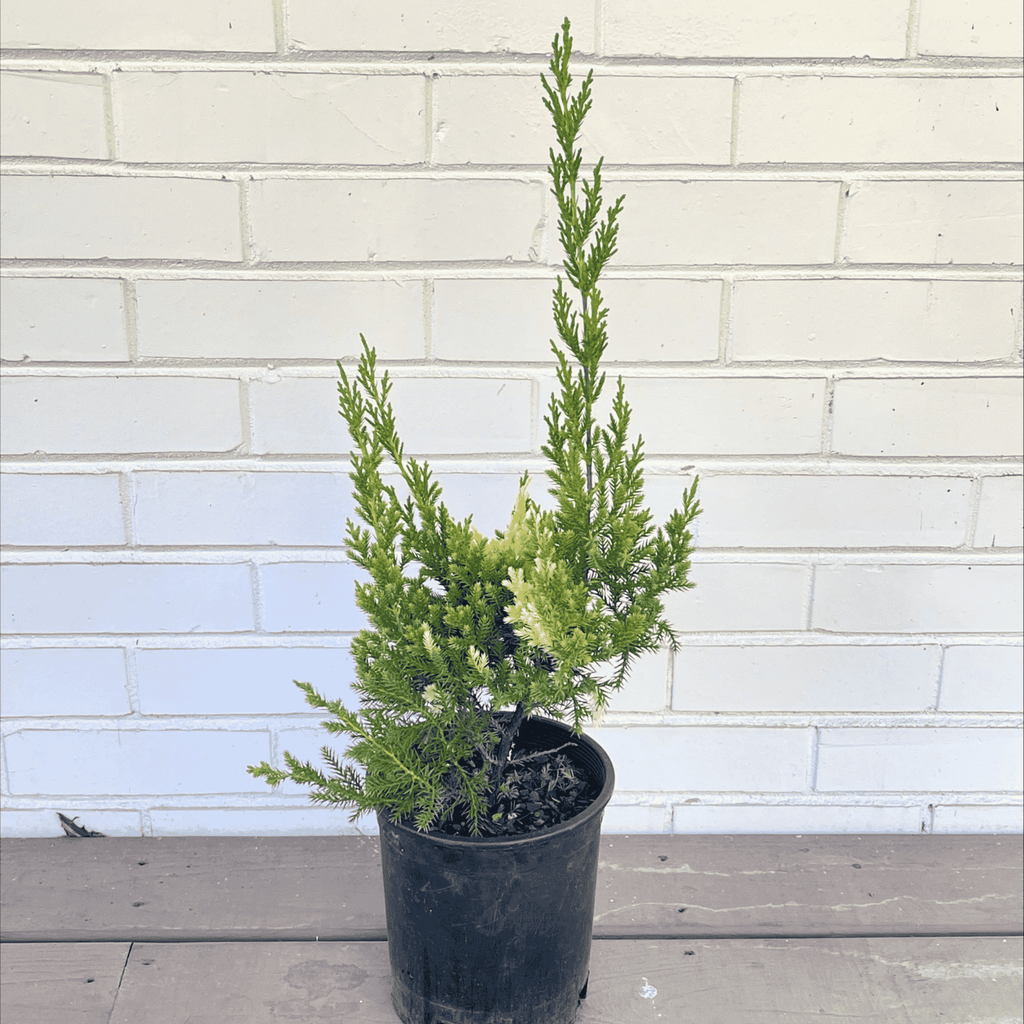 Juniperus chinensis Variegata