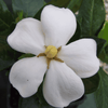 Kleim's Hardy Gardenia flower