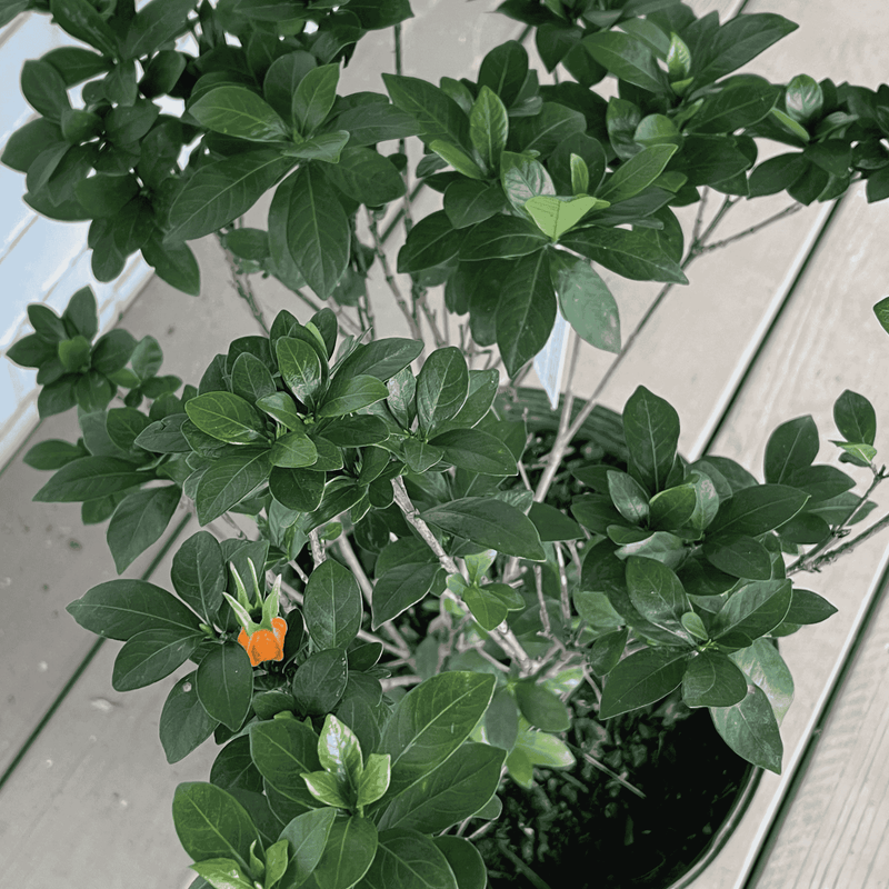 Kleim's Hardy Gardenia potted plant