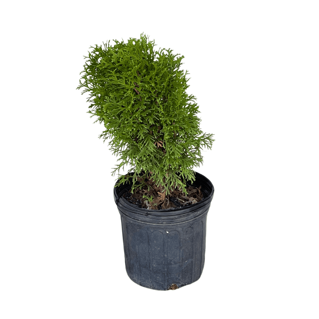 Thuja Occidentalis 'Little Giant'