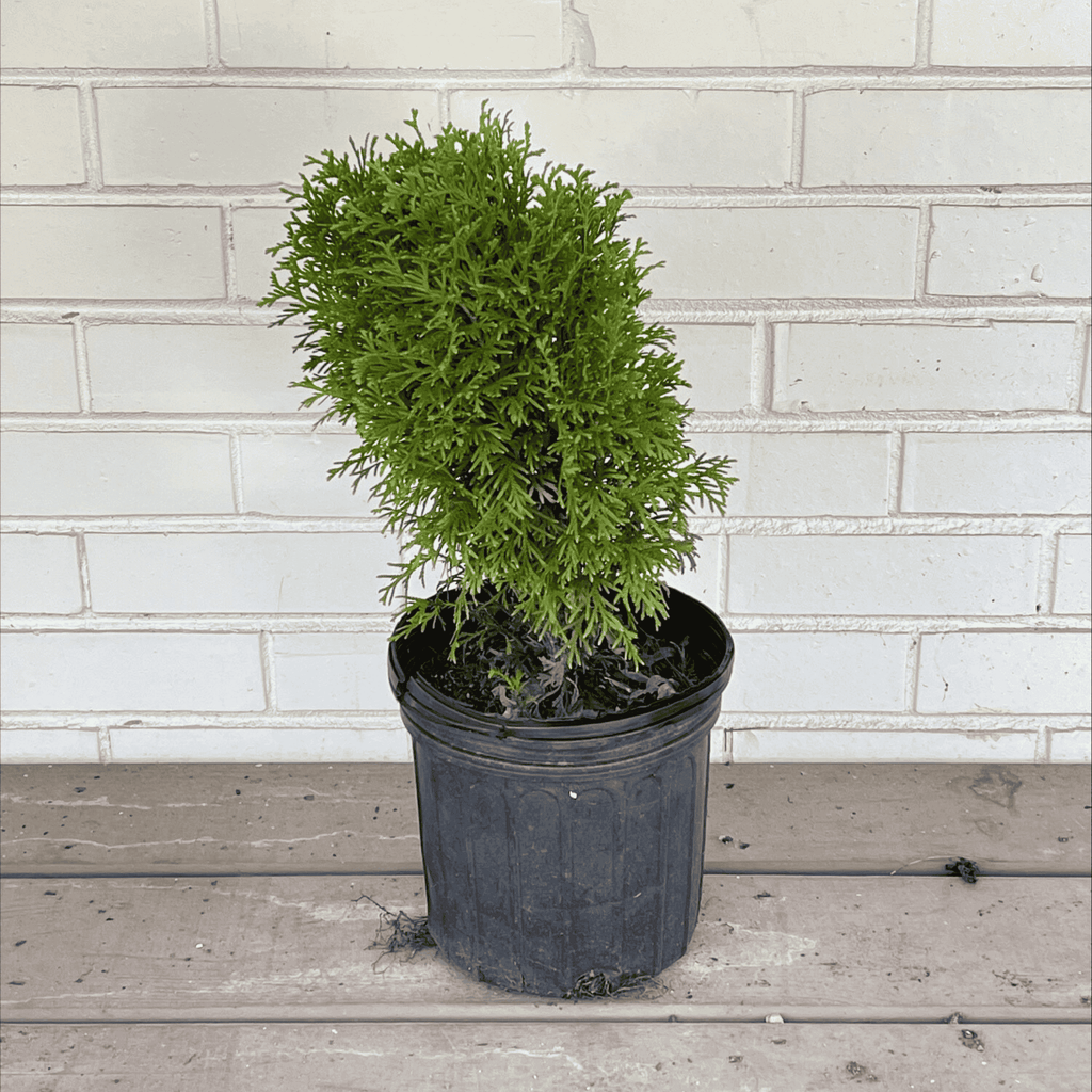 Little Giant Eastern Arborvitae