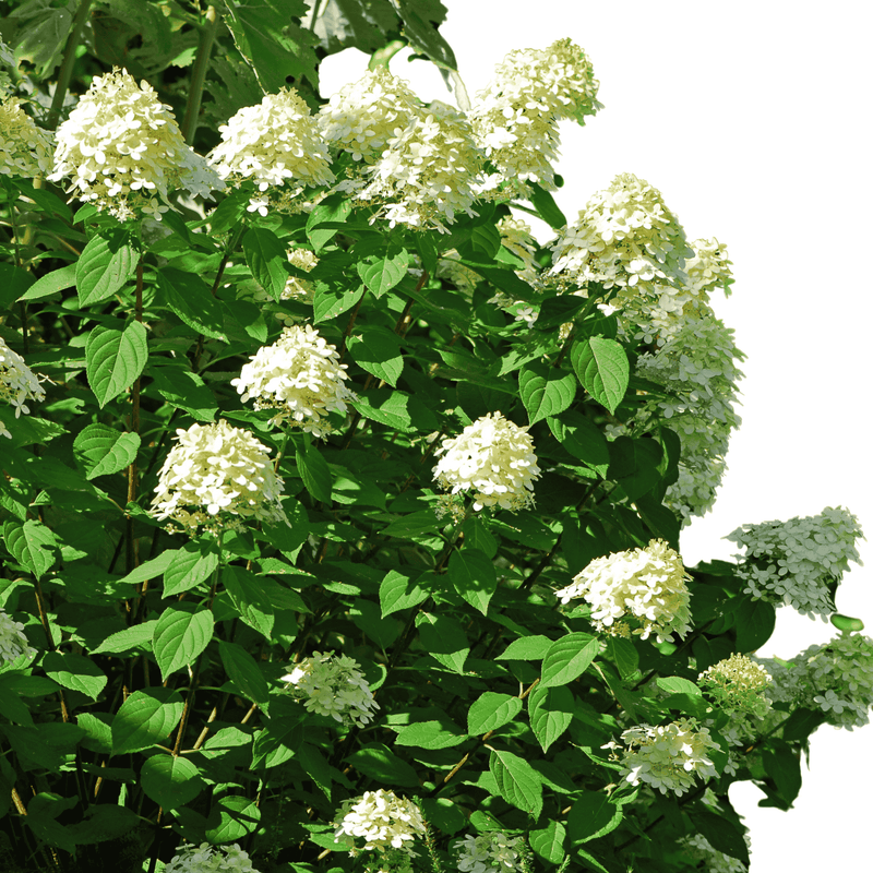 PeeGee Hydrangea Plants