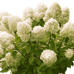 PeeGee Hydrangea Bareroot