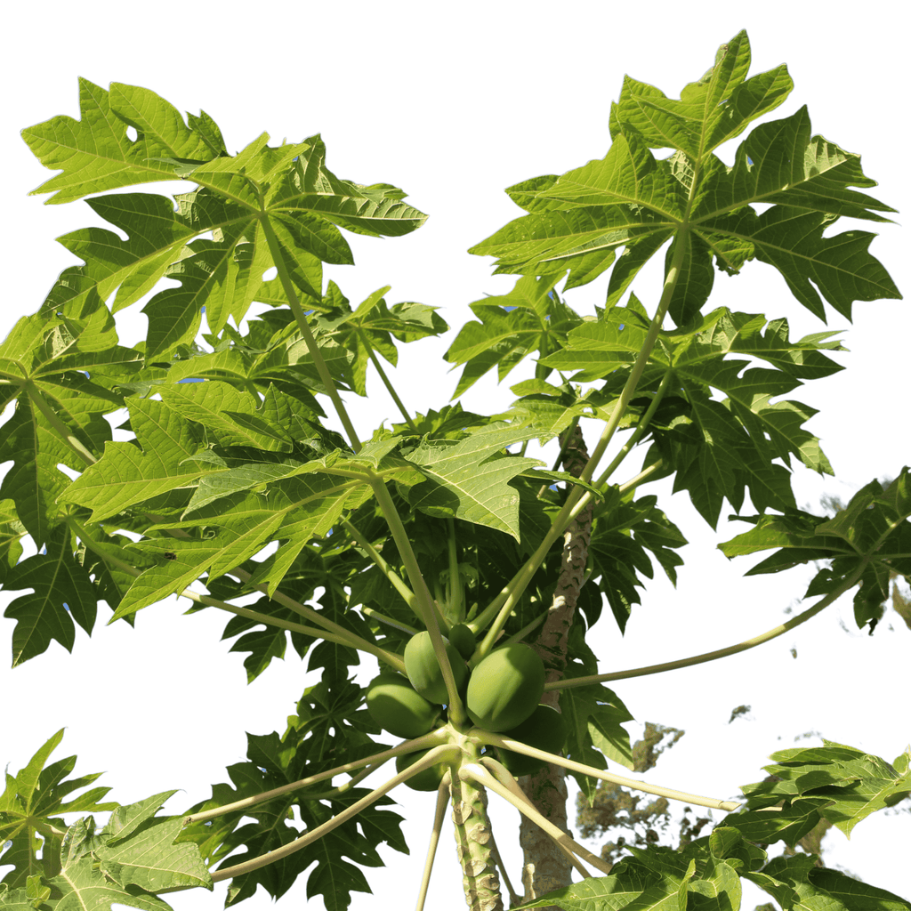 Pawpaw Tree 