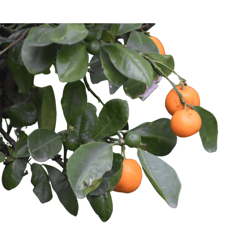 Persimmon Tree Bareroot Plant