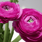 Purple Ranunculus Bulbs