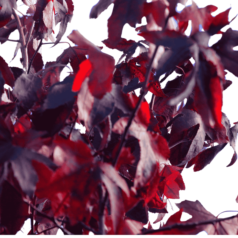 Red & Black Sweet Gum Tree Bareroot Plant