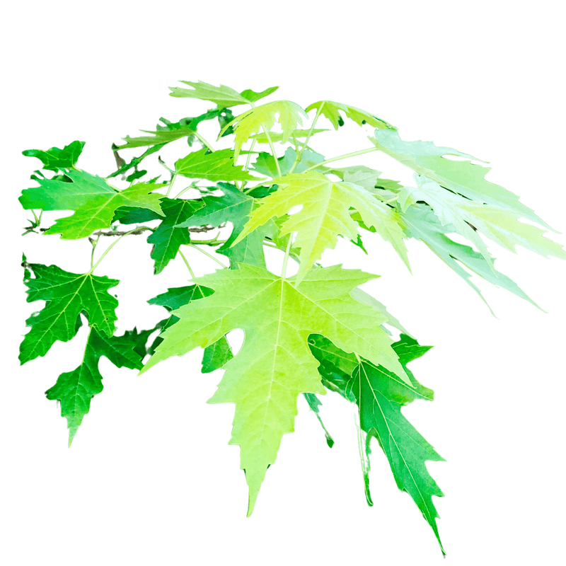 Silver Maple Tree Bareroot Plant