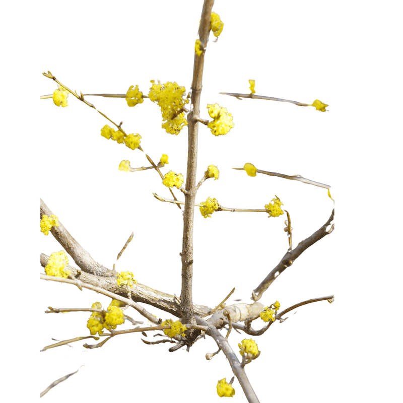 Northern Spicebush Plant