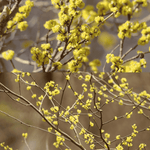 Northern Spicebush Bareroot Plant