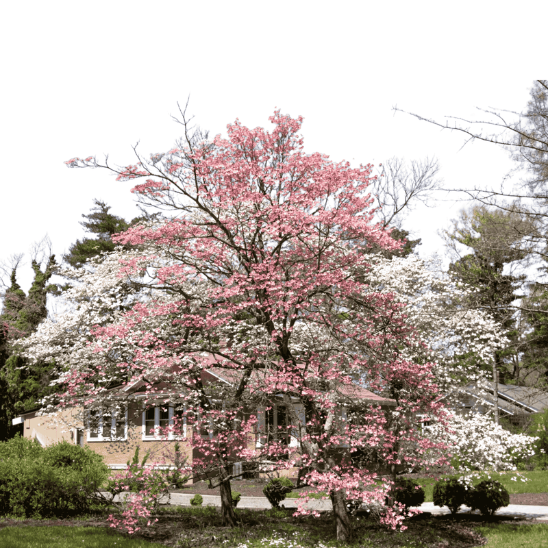 White Dogwood Tree 