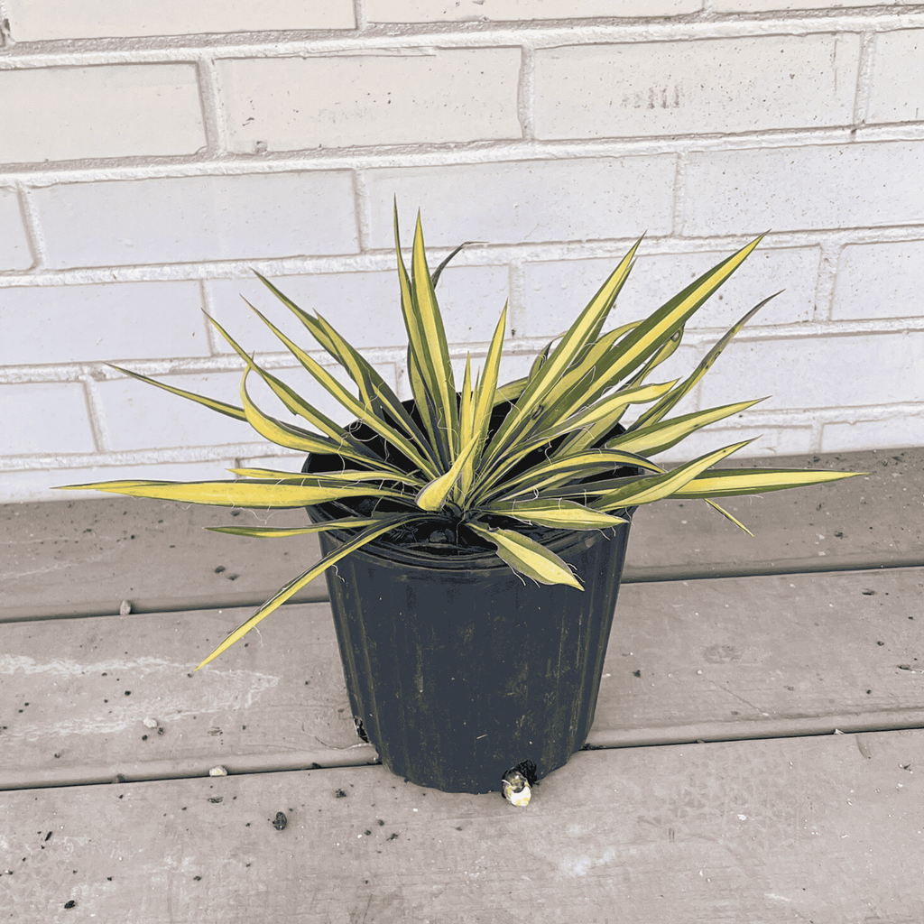 Yucca filamentosa 'Color Guard'