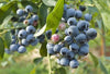 1 Patriot Northern Highbush Blueberry, 1 gallon SIZED PLANT Ship Bare Root 10" to 12" in size! -Buy 3 Sets & Get 1 Free-2 year old plant