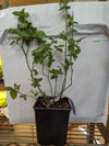 1 Bluecrop Northern Highbush Blueberry, 1 gallon SIZED PLANT Ship Bare Root 10" to 12" in size! -Buy 3 Sets & Get 1 Free-2 year old plant