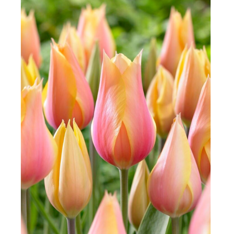 blushing lady tulip