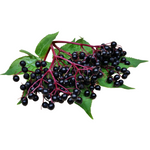 elderberry plant